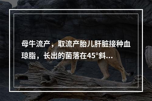 母牛流产，取流产胎儿肝脏接种血琼脂，长出的菌落在45°斜射光