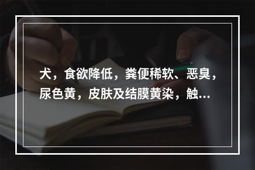 犬，食欲降低，粪便稀软、恶臭，尿色黄，皮肤及结膜黄染，触诊肝