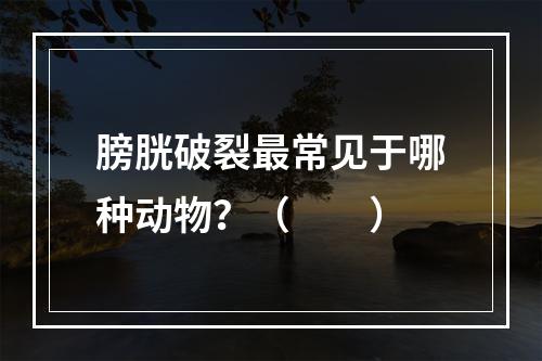 膀胱破裂最常见于哪种动物？（　　）