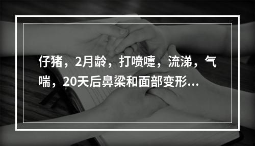 仔猪，2月龄，打喷嚏，流涕，气喘，20天后鼻梁和面部变形，病