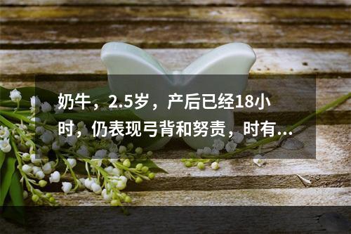 奶牛，2.5岁，产后已经18小时，仍表现弓背和努责，时有污