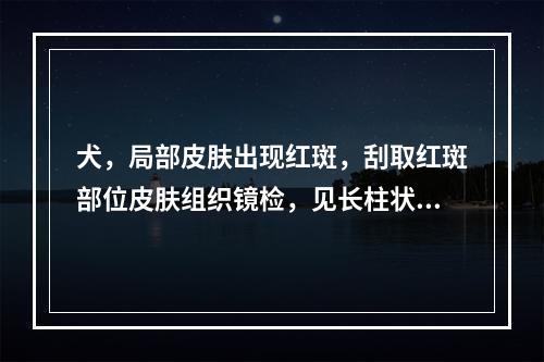 犬，局部皮肤出现红斑，刮取红斑部位皮肤组织镜检，见长柱状虫体