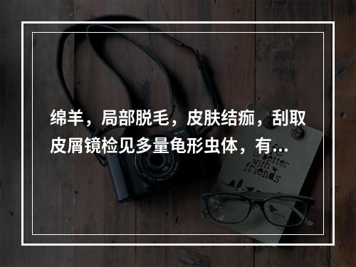 绵羊，局部脱毛，皮肤结痂，刮取皮屑镜检见多量龟形虫体，有足4