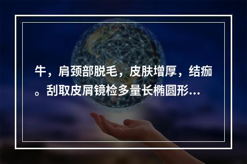 牛，肩颈部脱毛，皮肤增厚，结痂。刮取皮屑镜检多量长椭圆形虫体