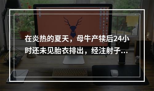 在炎热的夏天，母牛产犊后24小时还未见胎衣排出，经注射子宫