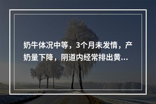 奶牛体况中等，3个月未发情，产奶量下降，阴道内经常排出黄白