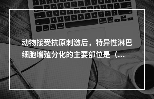 动物接受抗原刺激后，特异性淋巴细胞增殖分化的主要部位是（　　