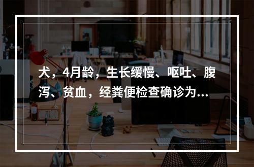 犬，4月龄，生长缓慢、呕吐、腹泻、贫血，经粪便检查确诊为蛔