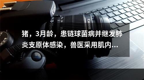 猪，3月龄，患链球菌病并继发肺炎支原体感染，兽医采用肌内注射