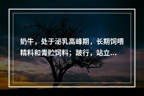 奶牛，处于泌乳高峰期，长期饲喂精料和青贮饲料；跛行，站立时弓