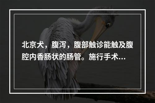 北京犬，腹泻，腹部触诊能触及腹腔内香肠状的肠管。施行手术治疗