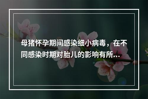 母猪怀孕期间感染细小病毒，在不同感染时期对胎儿的影响有所不同