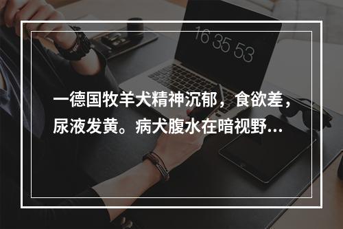 一德国牧羊犬精神沉郁，食欲差，尿液发黄。病犬腹水在暗视野显