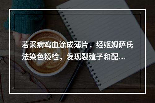 若采病鸡血涂成薄片，经姬姆萨氏法染色镜检，发现裂殖子和配子体