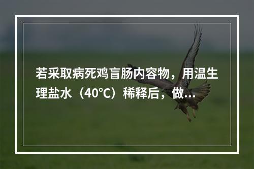 若采取病死鸡盲肠内容物，用温生理盐水（40℃）稀释后，做成悬