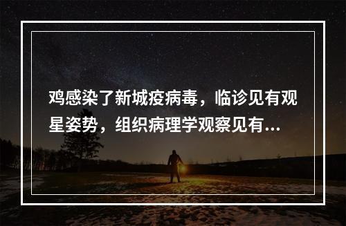 鸡感染了新城疫病毒，临诊见有观星姿势，组织病理学观察见有非化