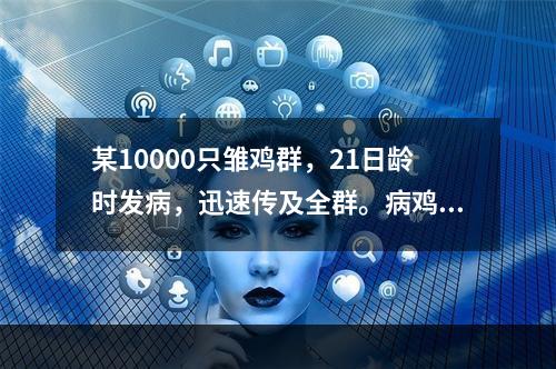 某10000只雏鸡群，21日龄时发病，迅速传及全群。病鸡伸