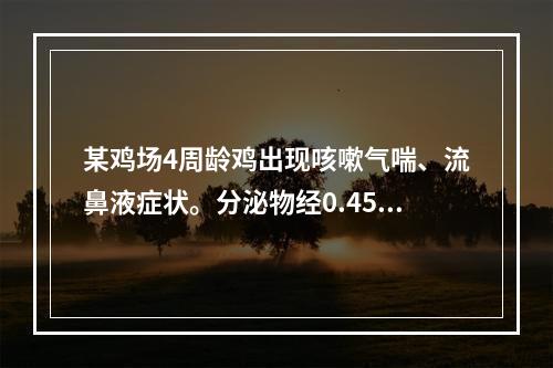 某鸡场4周龄鸡出现咳嗽气喘、流鼻液症状。分泌物经0.45μ