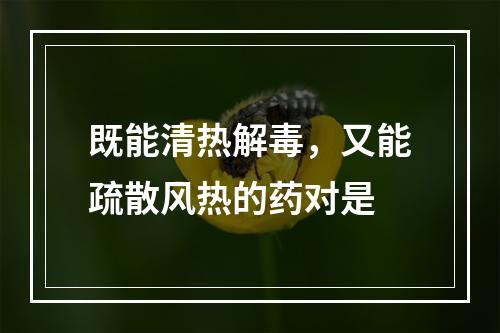 既能清热解毒，又能疏散风热的药对是