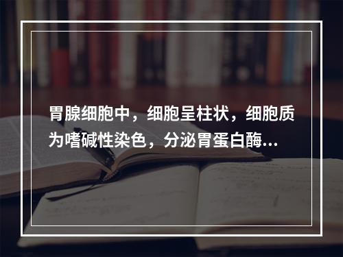 胃腺细胞中，细胞呈柱状，细胞质为嗜碱性染色，分泌胃蛋白酶原的