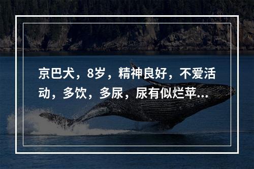 京巴犬，8岁，精神良好，不爱活动，多饮，多尿，尿有似烂苹果