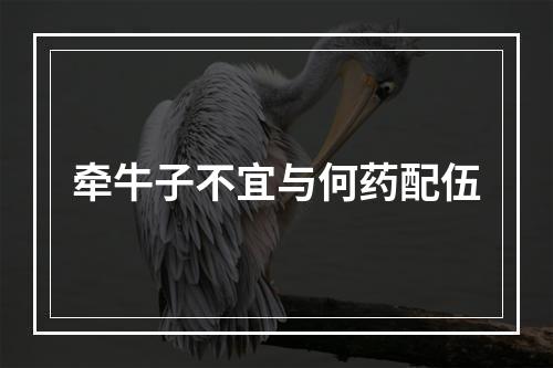 牵牛子不宜与何药配伍