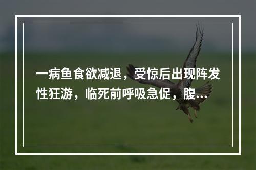 一病鱼食欲减退，受惊后出现阵发性狂游，临死前呼吸急促，腹部膨