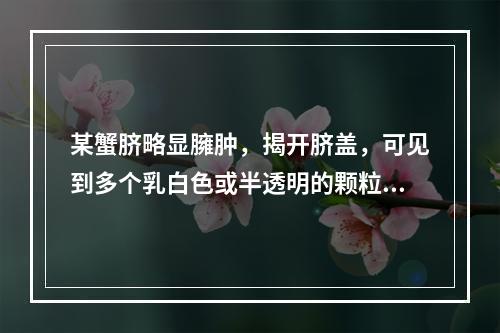 某蟹脐略显臃肿，揭开脐盖，可见到多个乳白色或半透明的颗粒状虫