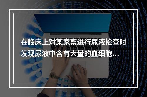 在临床上对某家畜进行尿液检查时发现尿液中含有大量的血细胞和