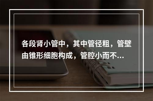 各段肾小管中，其中管径粗，管壁由锥形细胞构成，管腔小而不规