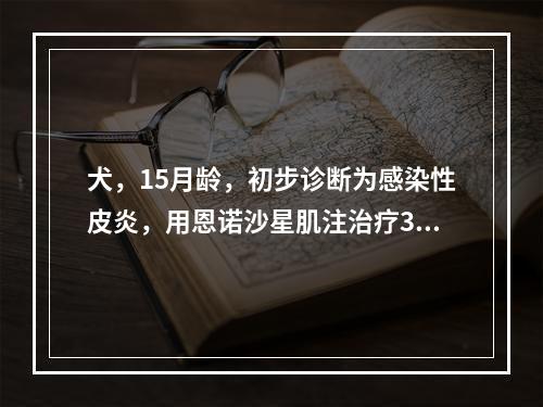 犬，15月龄，初步诊断为感染性皮炎，用恩诺沙星肌注治疗3天