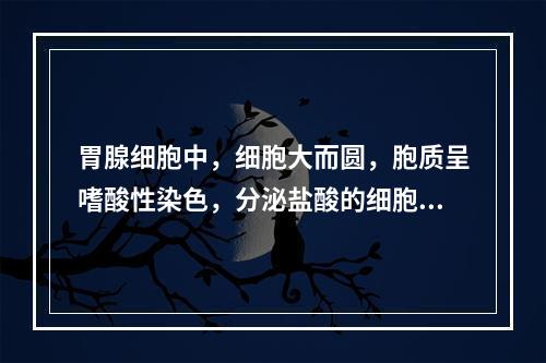 胃腺细胞中，细胞大而圆，胞质呈嗜酸性染色，分泌盐酸的细胞是（