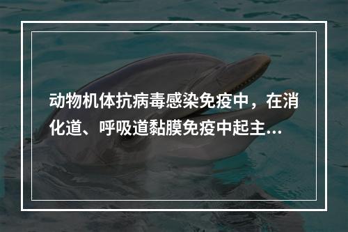 动物机体抗病毒感染免疫中，在消化道、呼吸道黏膜免疫中起主要作