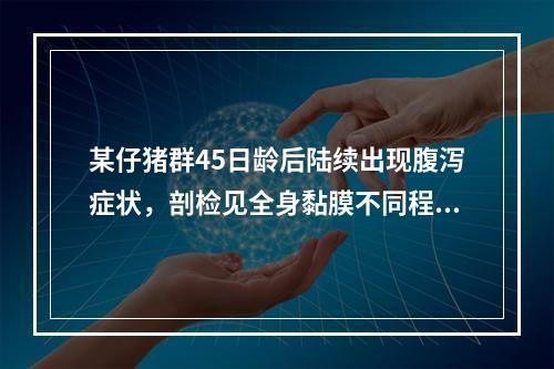 某仔猪群45日龄后陆续出现腹泻症状，剖检见全身黏膜不同程度的