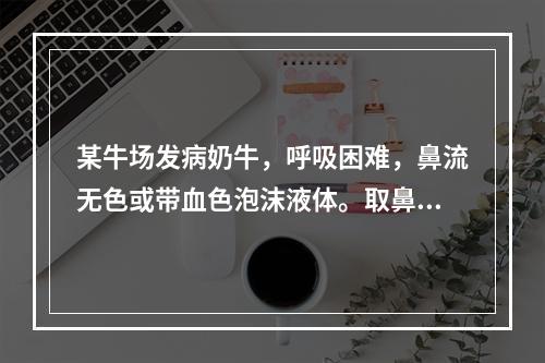 某牛场发病奶牛，呼吸困难，鼻流无色或带血色泡沫液体。取鼻腔分