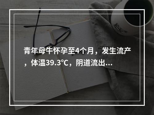 青年母牛怀孕至4个月，发生流产，体温39.3℃，阴道流出黏液