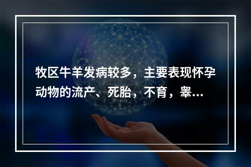 牧区牛羊发病较多，主要表现怀孕动物的流产、死胎，不育，睾丸炎