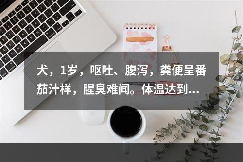 犬，1岁，呕吐、腹泻，粪便呈番茄汁样，腥臭难闻。体温达到40