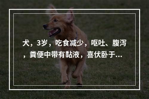 犬，3岁，吃食减少，呕吐、腹泻，粪便中带有黏液，喜伏卧于凉地