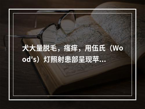 犬大量脱毛，瘙痒，用伍氏（Wood′s）灯照射患部呈现苹果绿