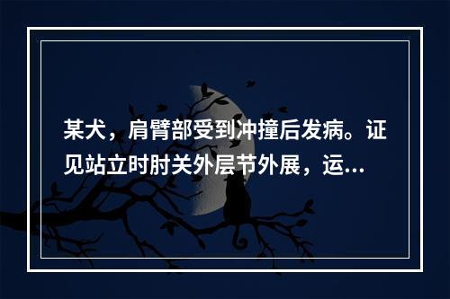 某犬，肩臂部受到冲撞后发病。证见站立时肘关外层节外展，运步时