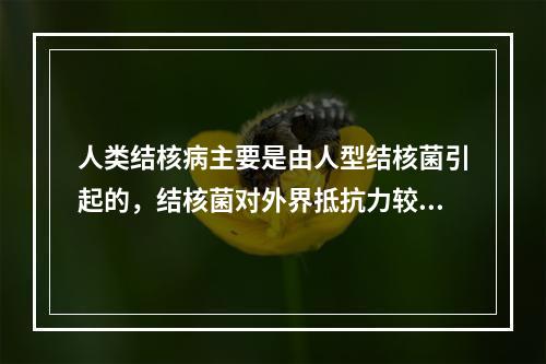 人类结核病主要是由人型结核菌引起的，结核菌对外界抵抗力较强，