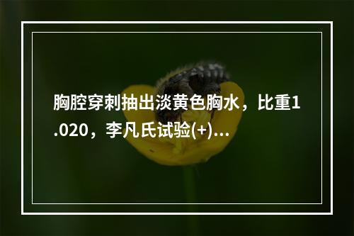 胸腔穿刺抽出淡黄色胸水，比重1.020，李凡氏试验(+)，蛋