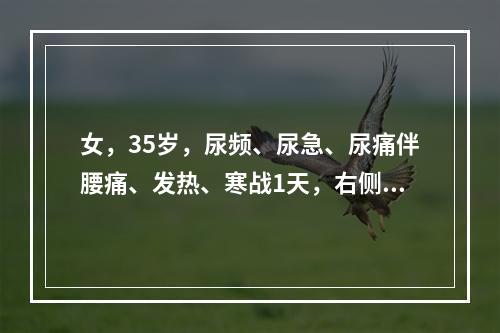 女，35岁，尿频、尿急、尿痛伴腰痛、发热、寒战1天，右侧肾区