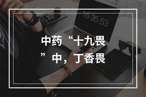 中药“十九畏”中，丁香畏