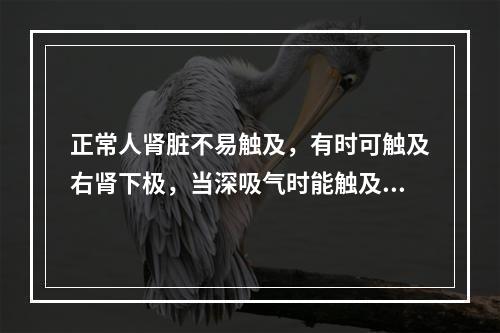 正常人肾脏不易触及，有时可触及右肾下极，当深吸气时能触及1/