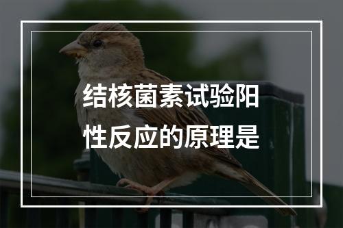 结核菌素试验阳性反应的原理是