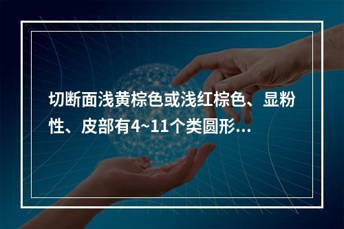 切断面浅黄棕色或浅红棕色、显粉性、皮部有4~11个类圆形异型