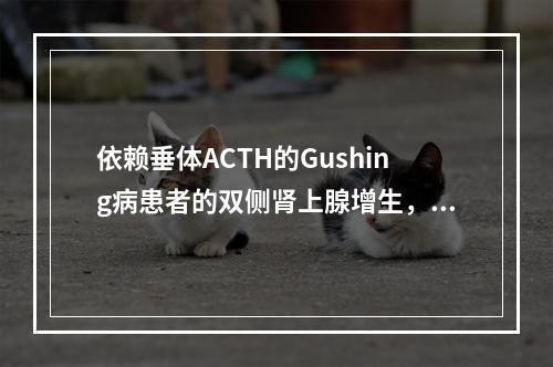 依赖垂体ACTH的Gushing病患者的双侧肾上腺增生，其病