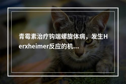 青霉素治疗钩端螺旋体病，发生Herxheimer反应的机制是